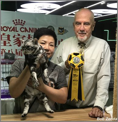 Cat  Life Sunny Boy
